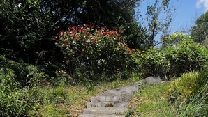 A stone staircase leading uphill, surrounded by greenery and a white wall on one side. - Luxury House on Seafront, with Pool, Sauna, Jacuzzi and Woodlands (castletownbere)