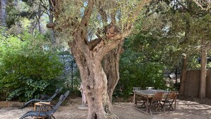 A tree with a thick trunk and a bench under it. There is a table and chairs nearby. - BANDOL- Nice apartment - CLIM - 80 m from the SEA- 4 pers- 10 min walk from the center (Bandol)