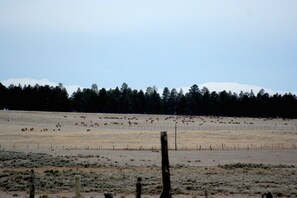 A fenced field with sparse vegetation and a line of trees in the background. - Beautiful Mountain Get Away 
at a Historic Old Schoolhouse (Montrose)
