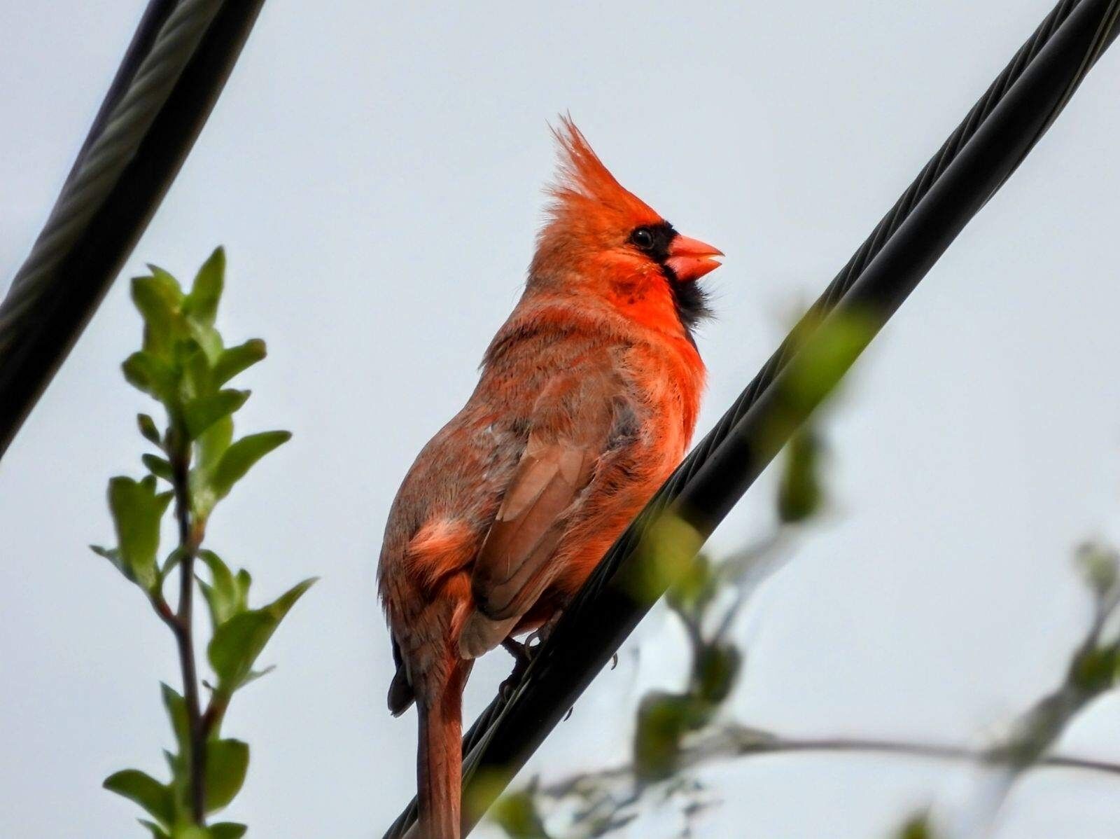 Great bird watching
