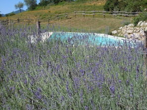 Property grounds - Podere la Piana-Cedro (fivizzano)