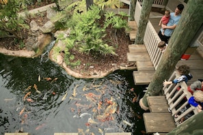 Stroll along the serene koi pond surrounded by lush greenery and a wooden deck.