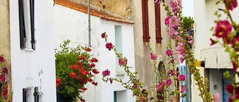 A narrow street with white buildings, a red flower bush, and a blue window.