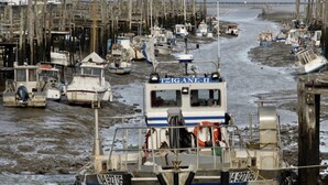 Ein Hafen mit Booten, die an hölzernen Stegen vertäut sind.