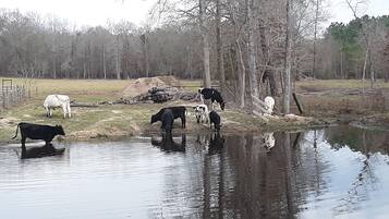 Un grupo de vacas cerca de un estanque en un entorno rural con árboles y una cerca al fondo.