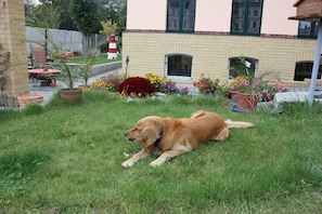 Un perro acostado sobre el césped frente a un edificio con fachada de ladrillo y una ventana.