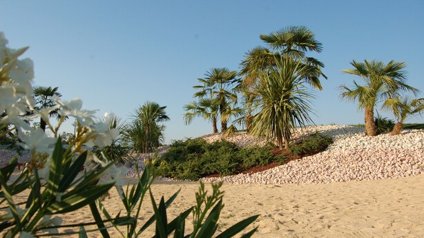 A sandy beach with palm trees and white flowers. - Agriturismo Le Tese (Lazise)