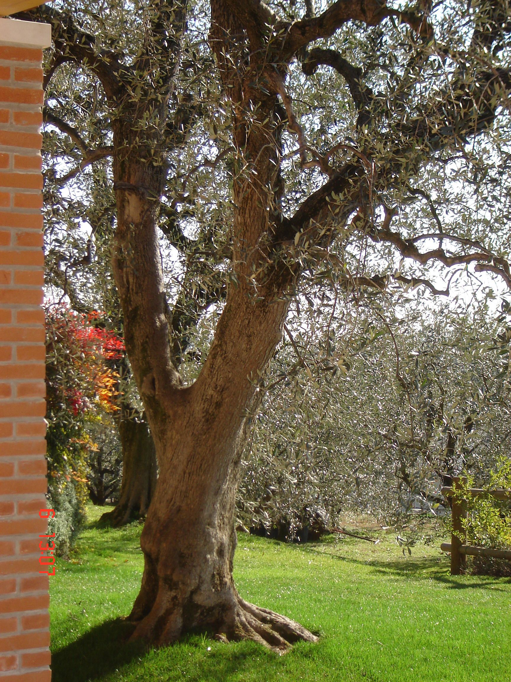 A large tree with a thick trunk and dense foliage in a well-maintained grassy area.
