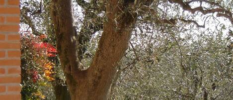 A large tree with a thick trunk and dense foliage in a well-maintained grassy area.