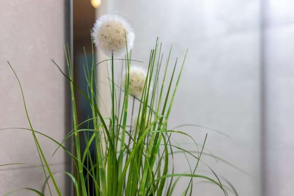 A close-up of a plant with long green leaves and a spherical white flower against a neutral background.