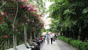A pathway lined with benches and a pergola covered in pink flowers, surrounded by lush greenery. - Luxurious 5-bedroom apartment with wellness amenities (Prague)