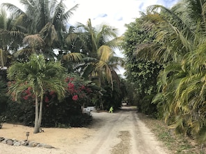 Surrounded by lush greenery and tall palm trees, this secluded road offers a tranquil escape.