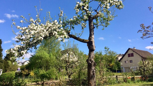 Ein Baum mit weißen Blüten in einer Wohngegend.