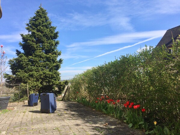 Un sendero pavimentado bordeado de vegetación y un gran árbol de hoja perenne.