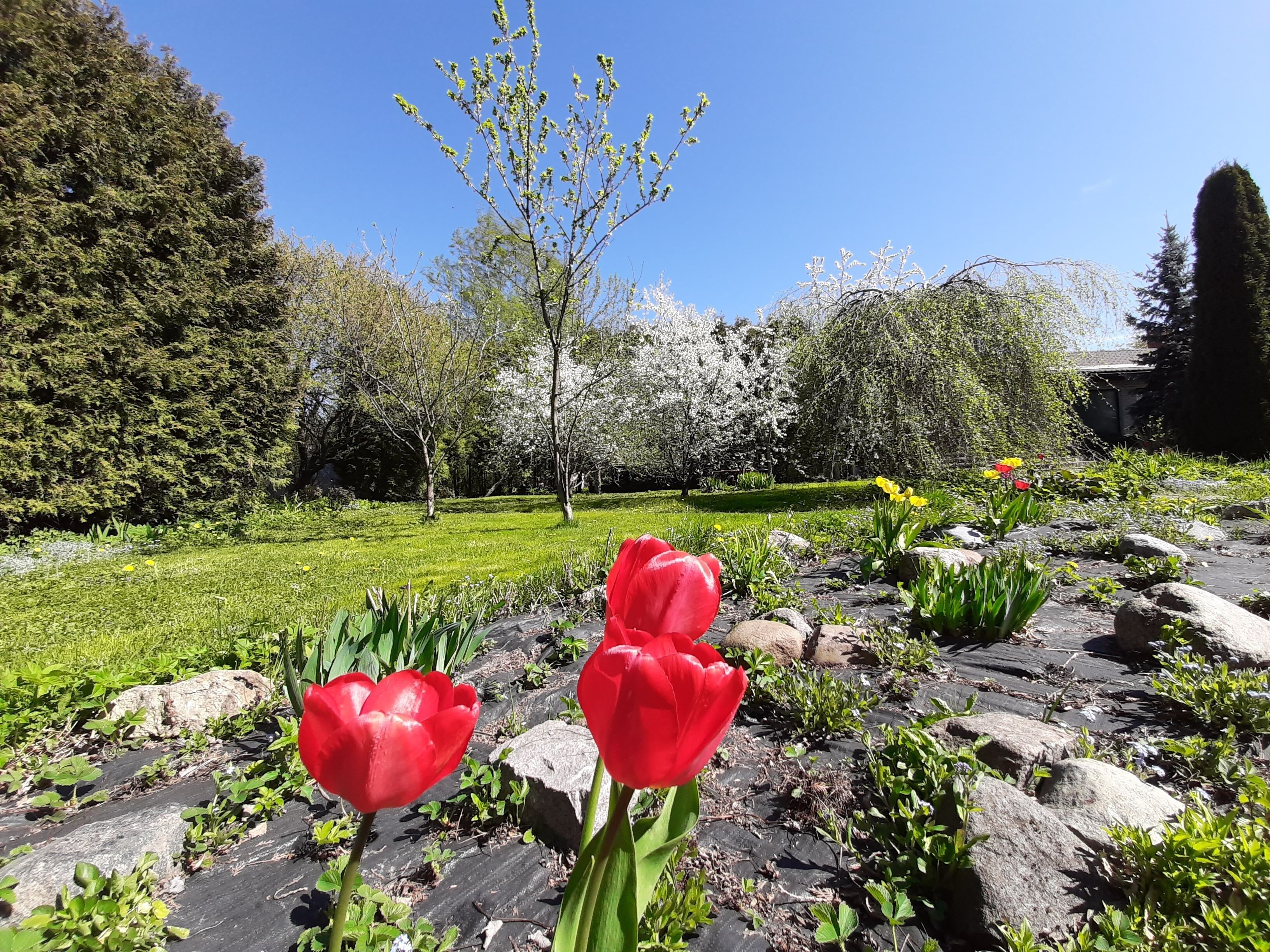 Un jardín con tulipanes rojos, un árbol con flores blancas y un cielo azul despejado.