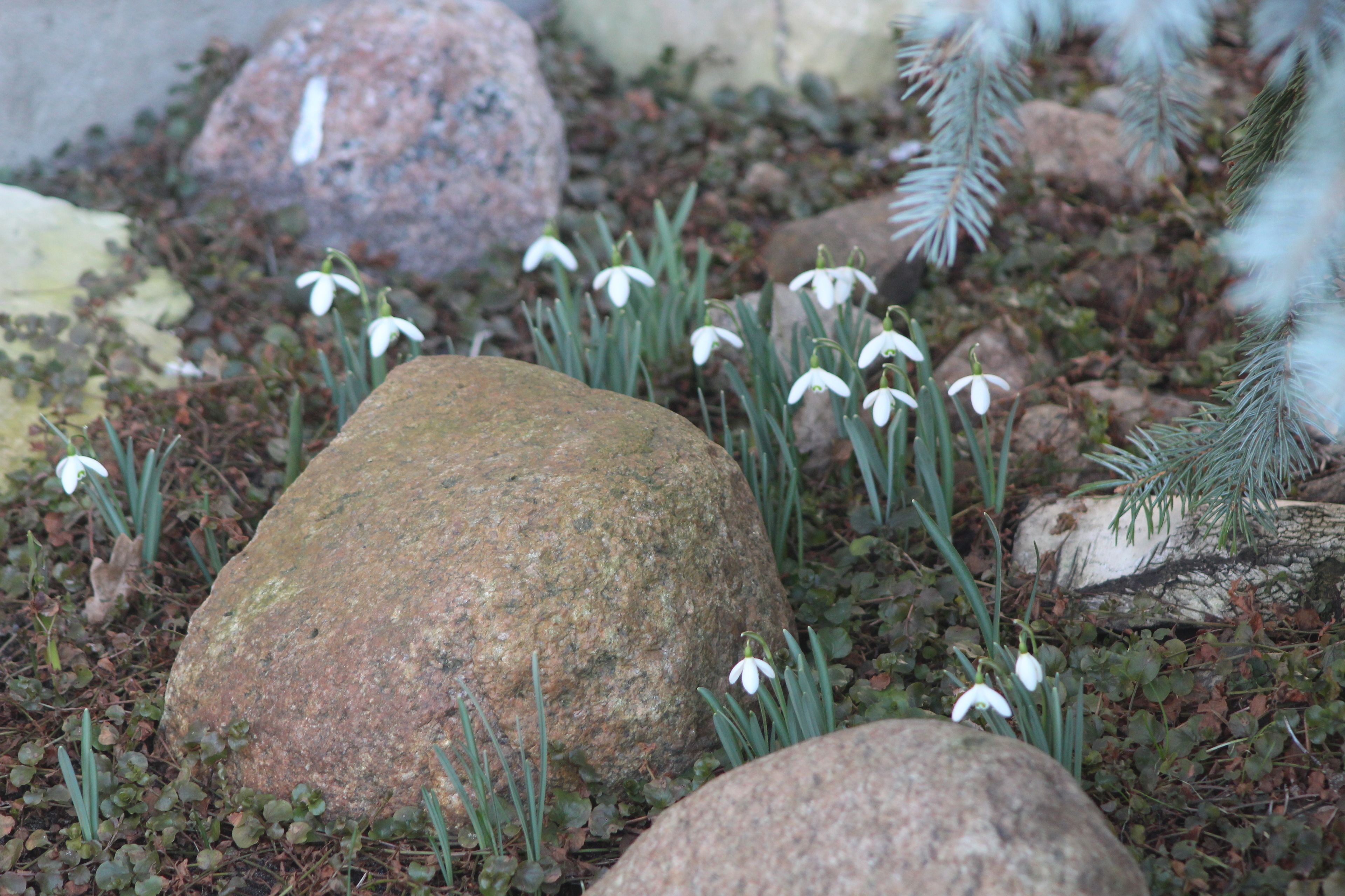 Un jardin agrémenté de gros rochers, de fleurs blanches et de feuillage verdoyant.