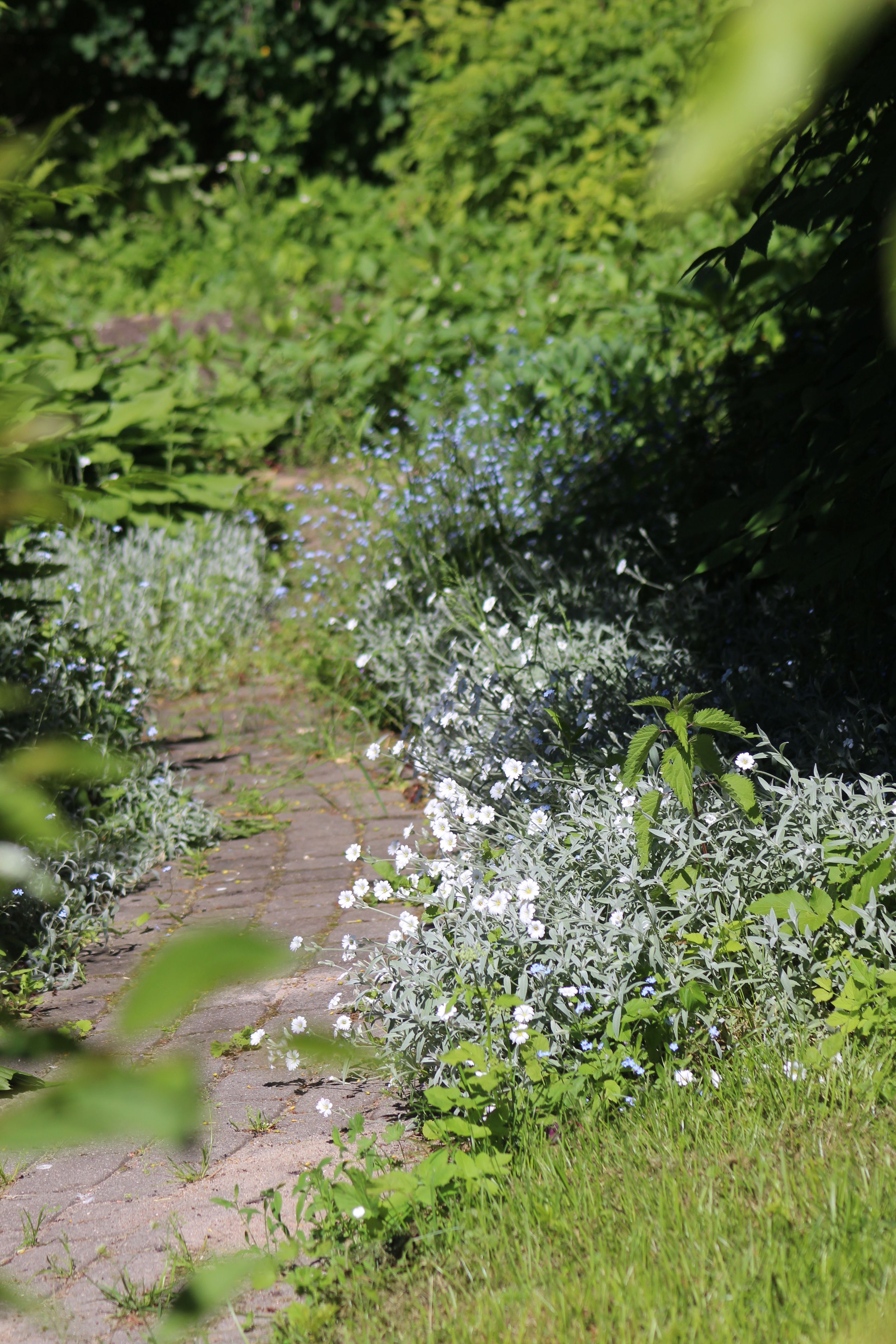 A paved path surrounded by dense greenery and white flowers.