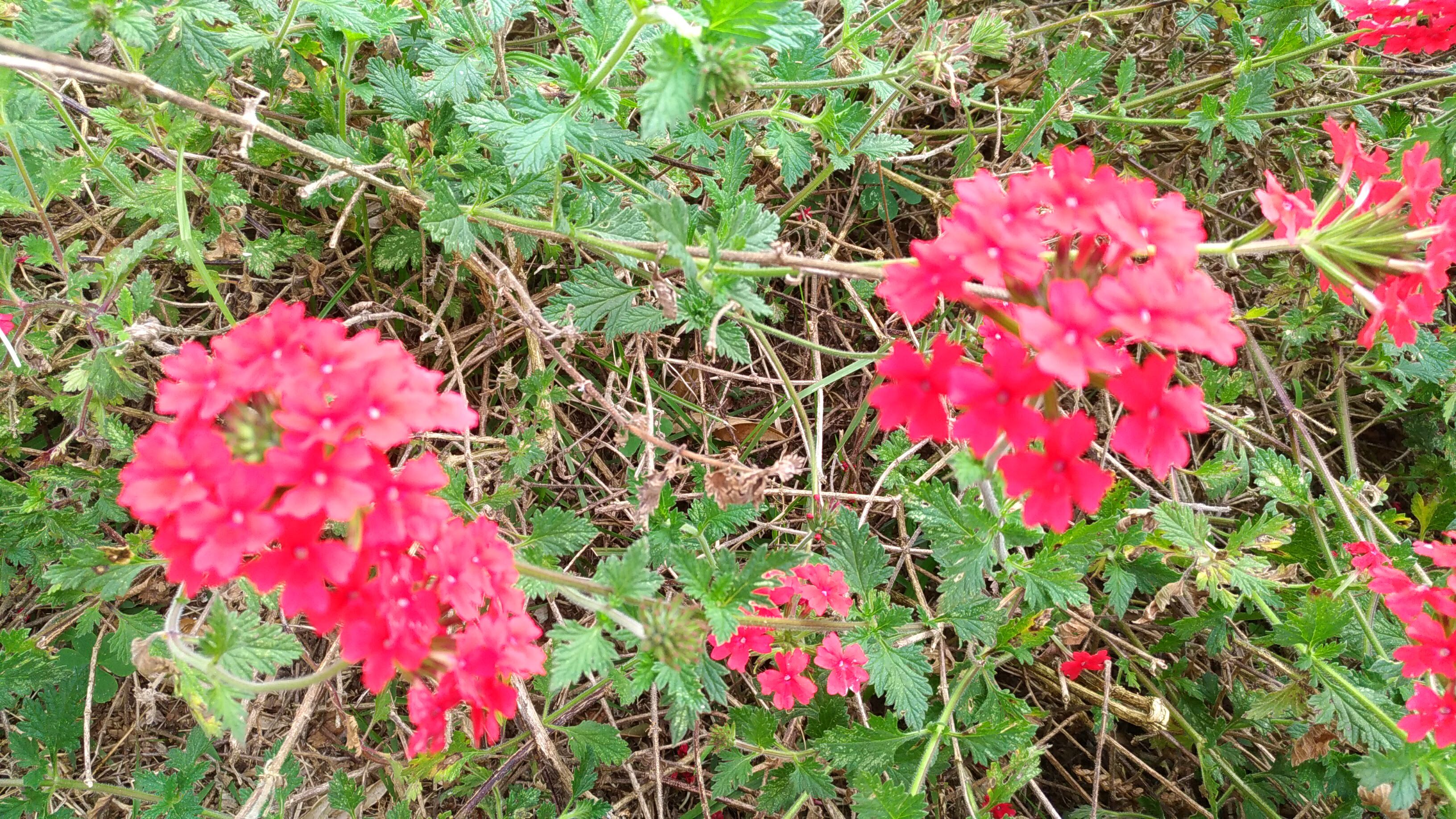 Comfortable house in the mountains