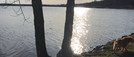 A lake with trees and a dog near the water's edge.
