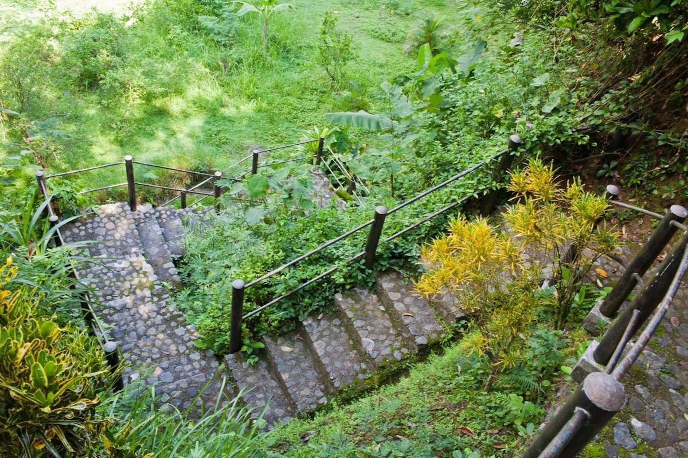 Una escalera de piedra rodeada de abundante vegetación que conduce a un nivel superior.
