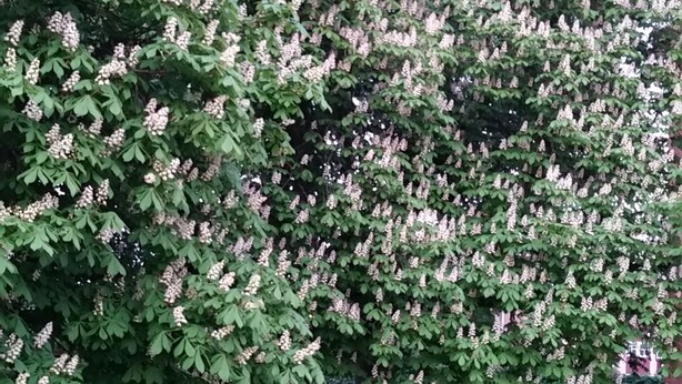 A large tree with dense foliage and clusters of white flowers in a park setting. - Rum i Centrum (Vetlanda)