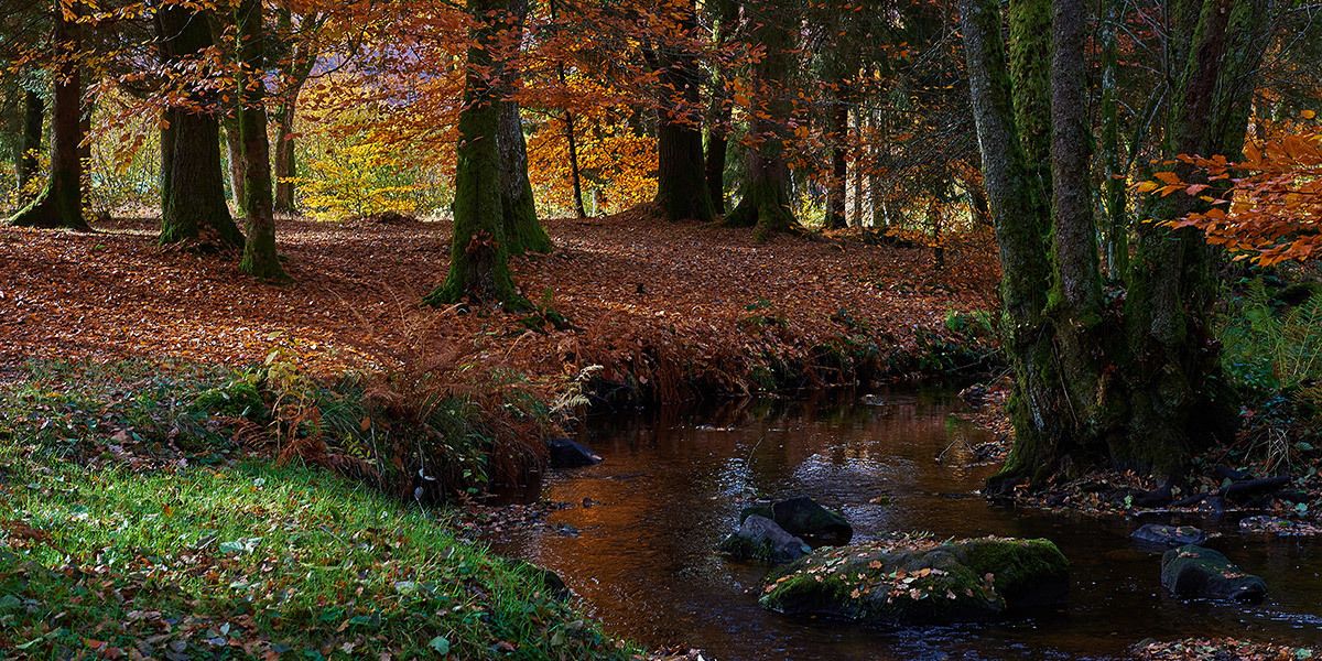 A forest scene with a stream, trees, and a ground covered in fallen leaves.