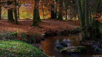 A forest scene with a stream, trees, and a ground covered in fallen leaves.