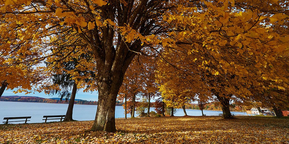 Un parc avec un grand arbre, des bancs et un lac.