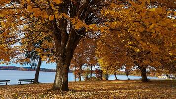 Un parc avec un grand arbre, des bancs et un lac.