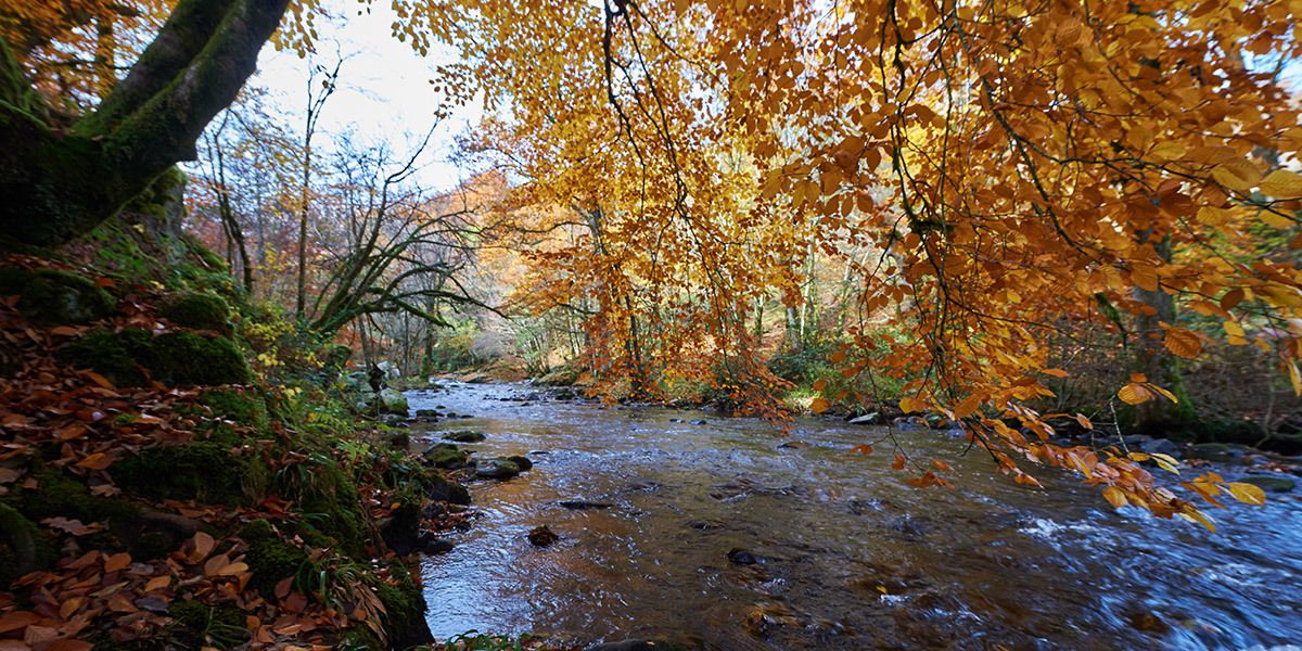 A river flowing through a forest with autumn leaves.