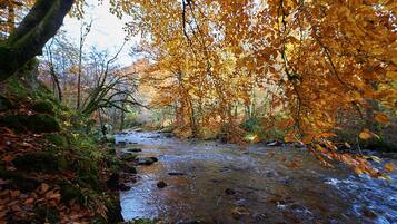A river flowing through a forest with autumn leaves.
