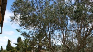 An outdoor patio with a checkered tablecloth, white plastic chairs, and a stone floor. - Vacation home close to the beach with private pool. Quiet location. 5min to Sa Coma beach. (Sa Coma)