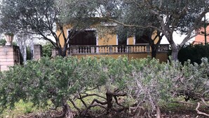A garden with a tree with twisted roots and a yellow building in the background. - Vacation home close to the beach with private pool. Quiet location. 5min to Sa Coma beach. (Sa Coma)