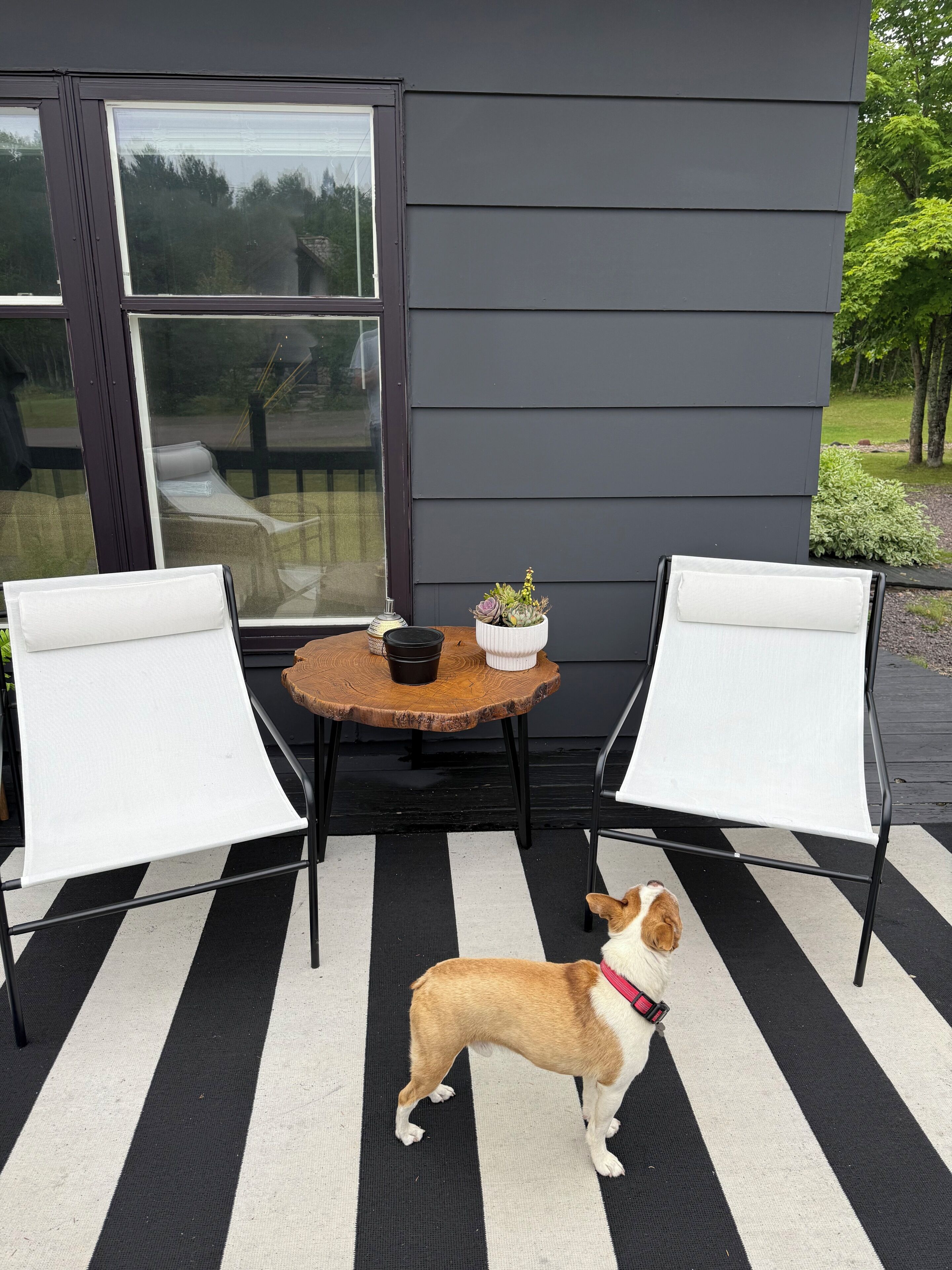 Ein Zimmer mit großem Fenster, einem runden Tisch mit Stühlen, einem Blumentopf und einem Hund.