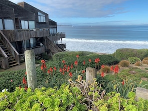 Property grounds - YOU WON'T WANT TO LEAVE! (Monterey)