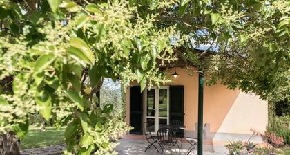 Maison / villa - Marciano della Chiana