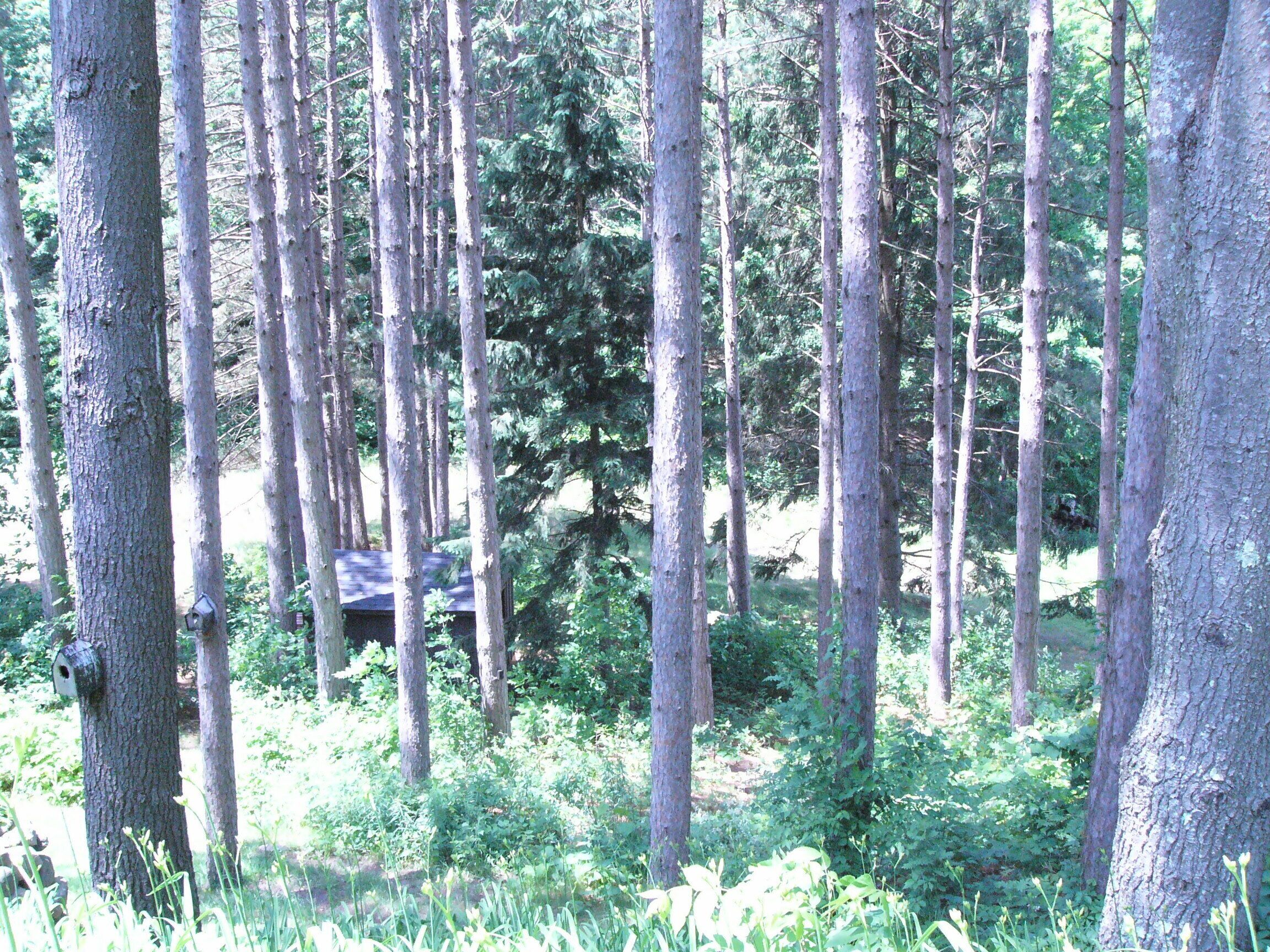 Un bosque denso con árboles altos y una cabaña pequeña al fondo.