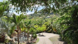 A paved pathway surrounded by lush greenery and palm trees.
