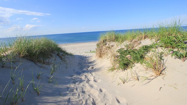 Ein Sandweg am Strand, gesäumt von Dünen und Vegetation.