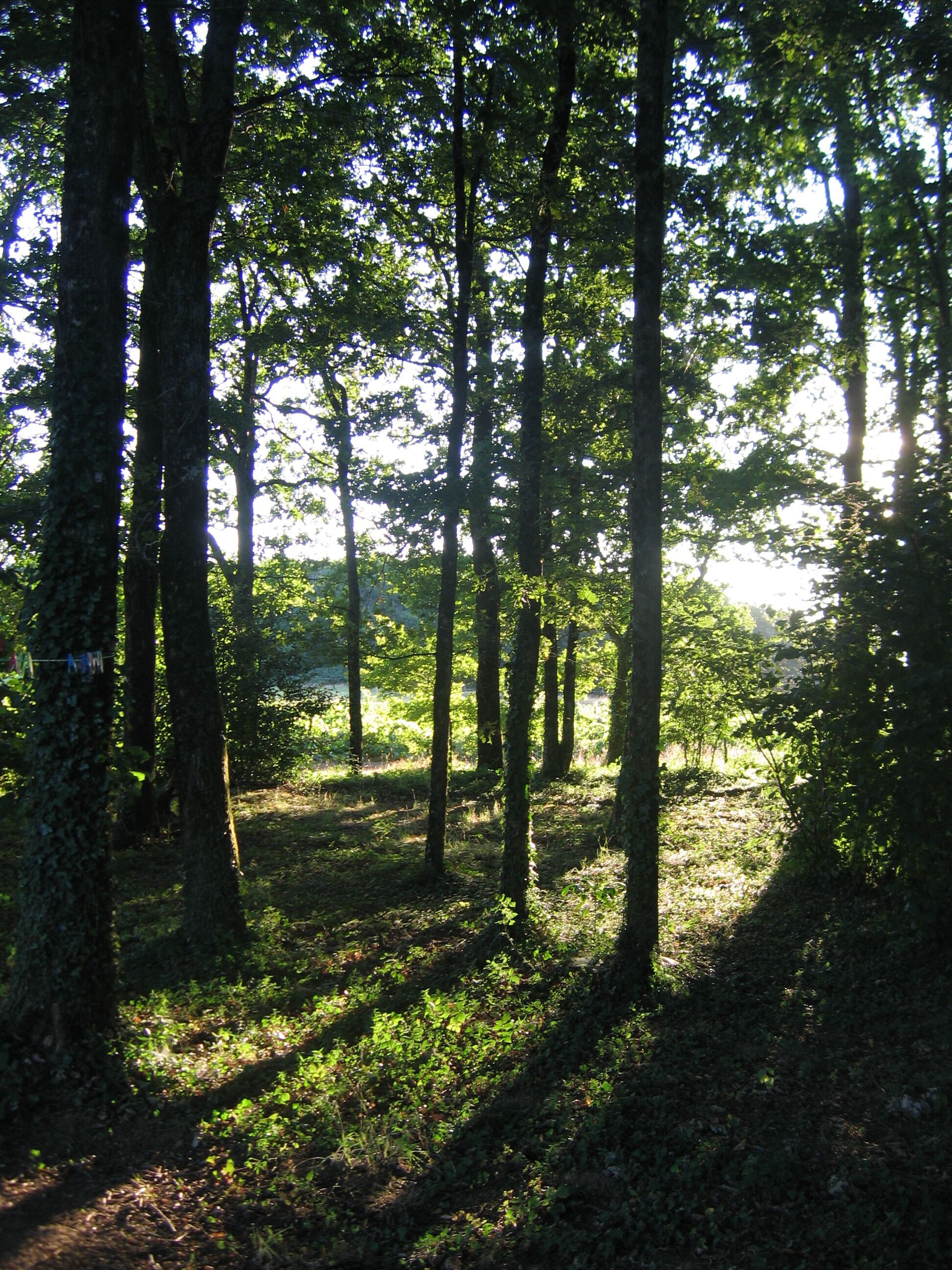 A forest with tall trees and sunlight filtering through.