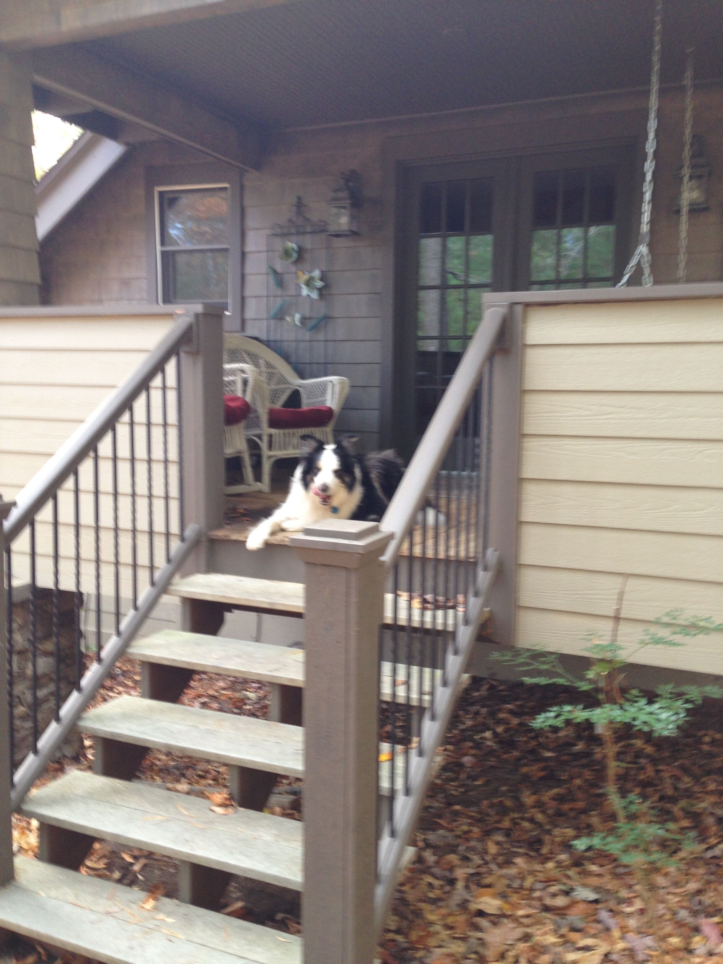 Un chien sur un escalier en bois avec une rampe, une chaise et une fenêtre en arrière-plan.