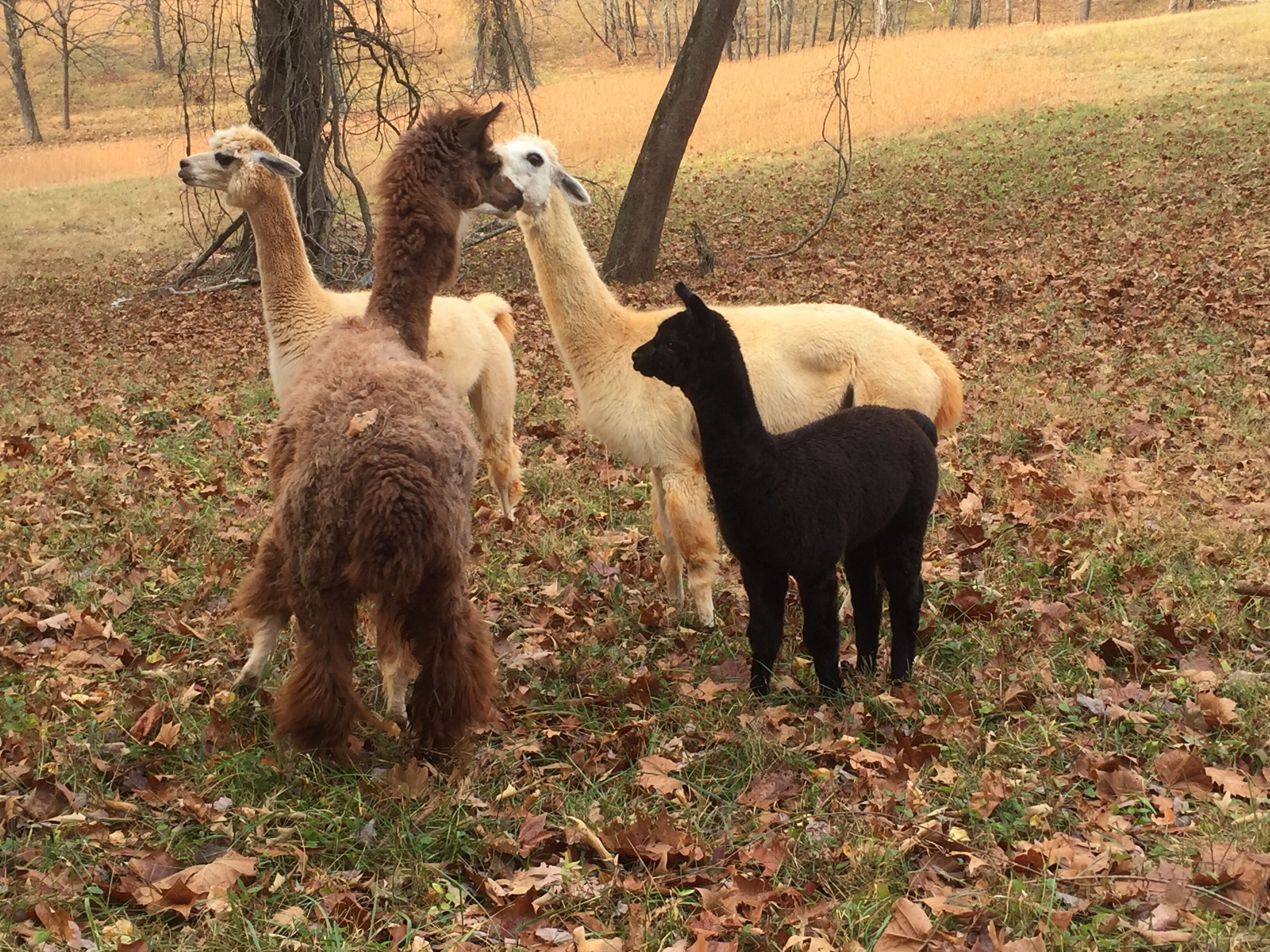 A group of llamas in a natural setting with trees and fallen leaves.