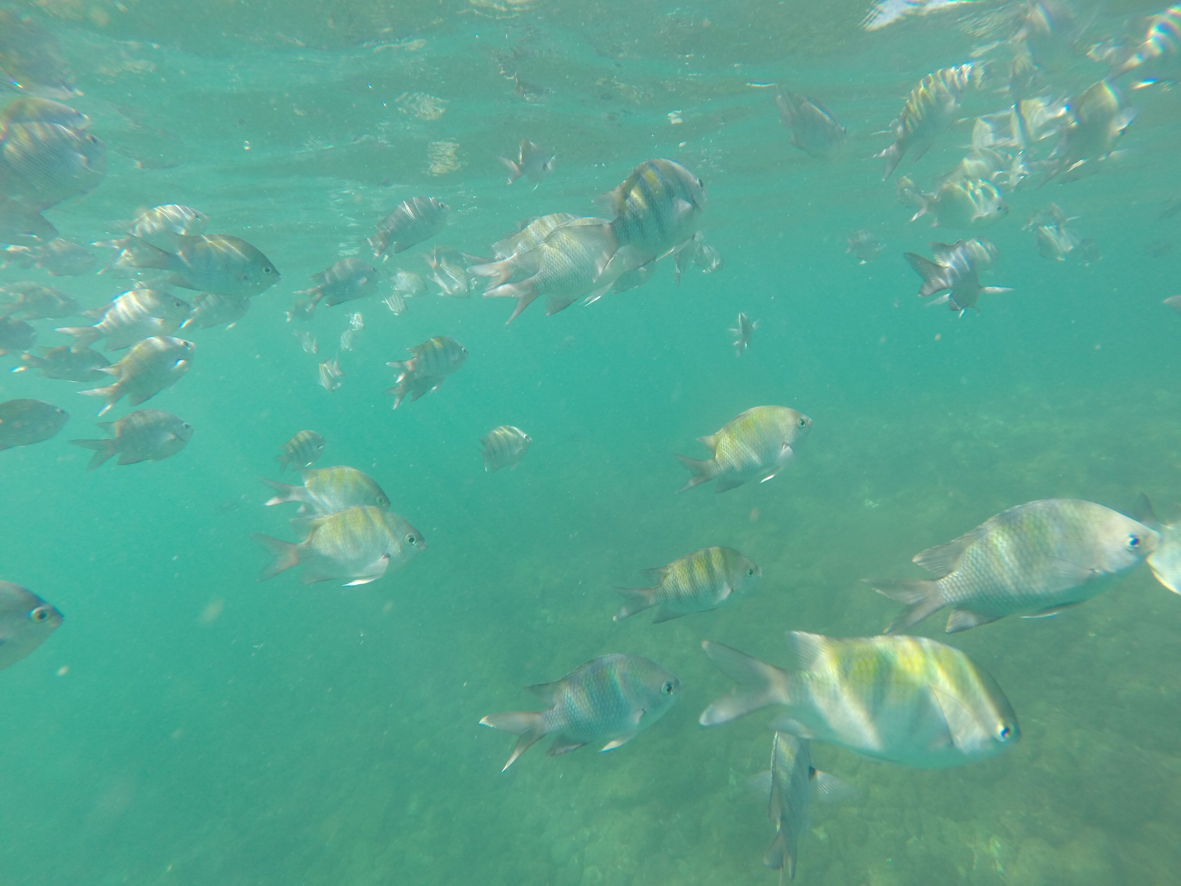 apartment 8 - chale bamboo - pauba