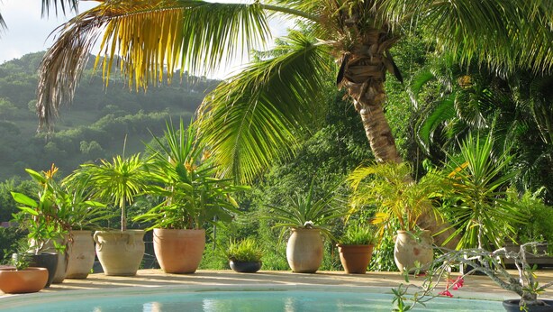 Una piscina rodeada de plantas en macetas y palmeras.