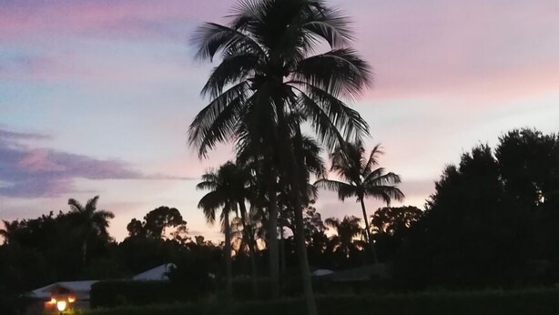 A pool area with a palm tree and a sunset sky. - 2 Bedroom condo in lovely quiet Naples location close to beach and shops (Naples)