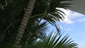 Ein Mann entspannt am Pool mit einem Buch, umgeben von Palmen und blauem Himmel.