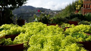 View from property - Anga's Guest House (Ranau)
