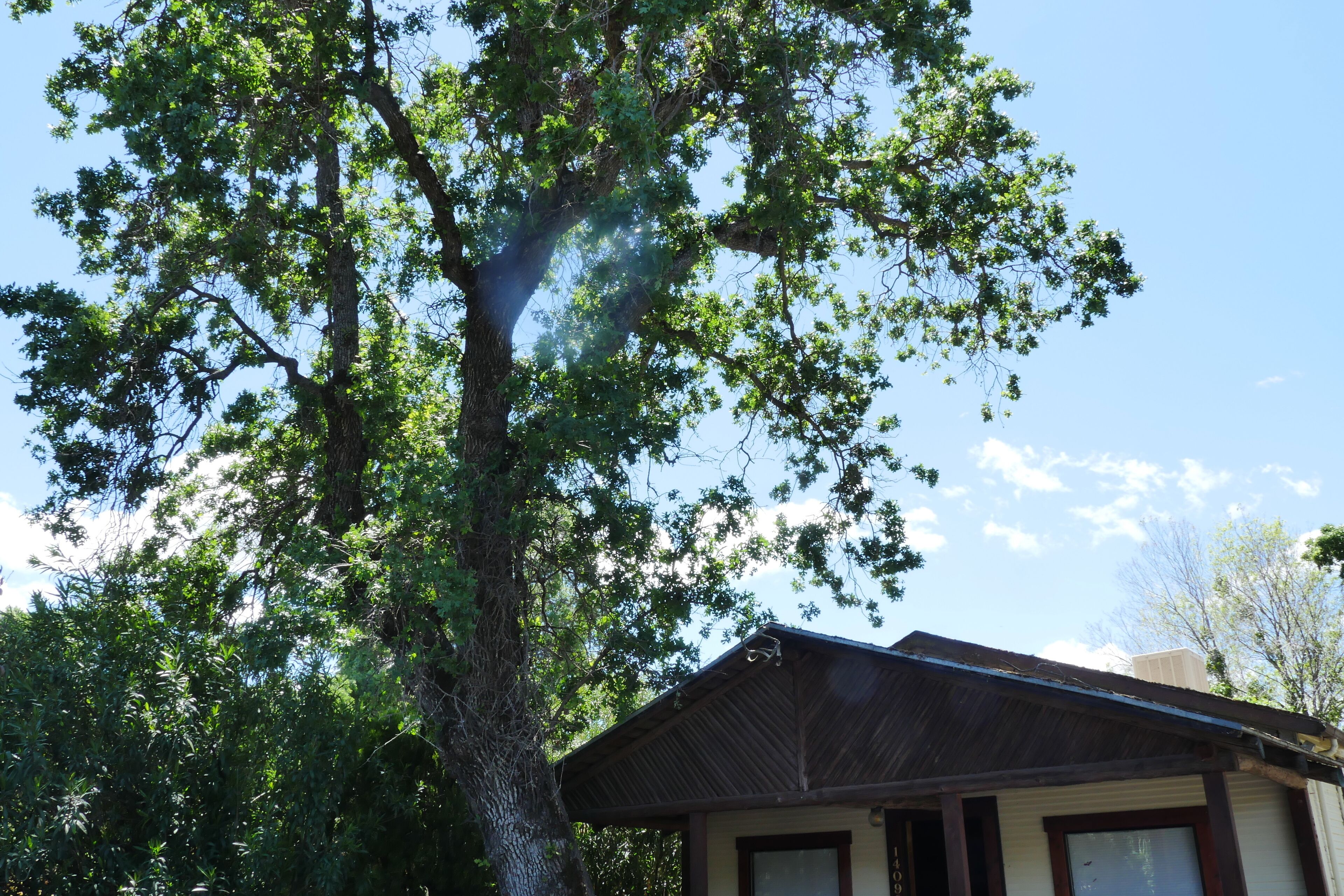 Un árbol con una casa parcialmente visible detrás.