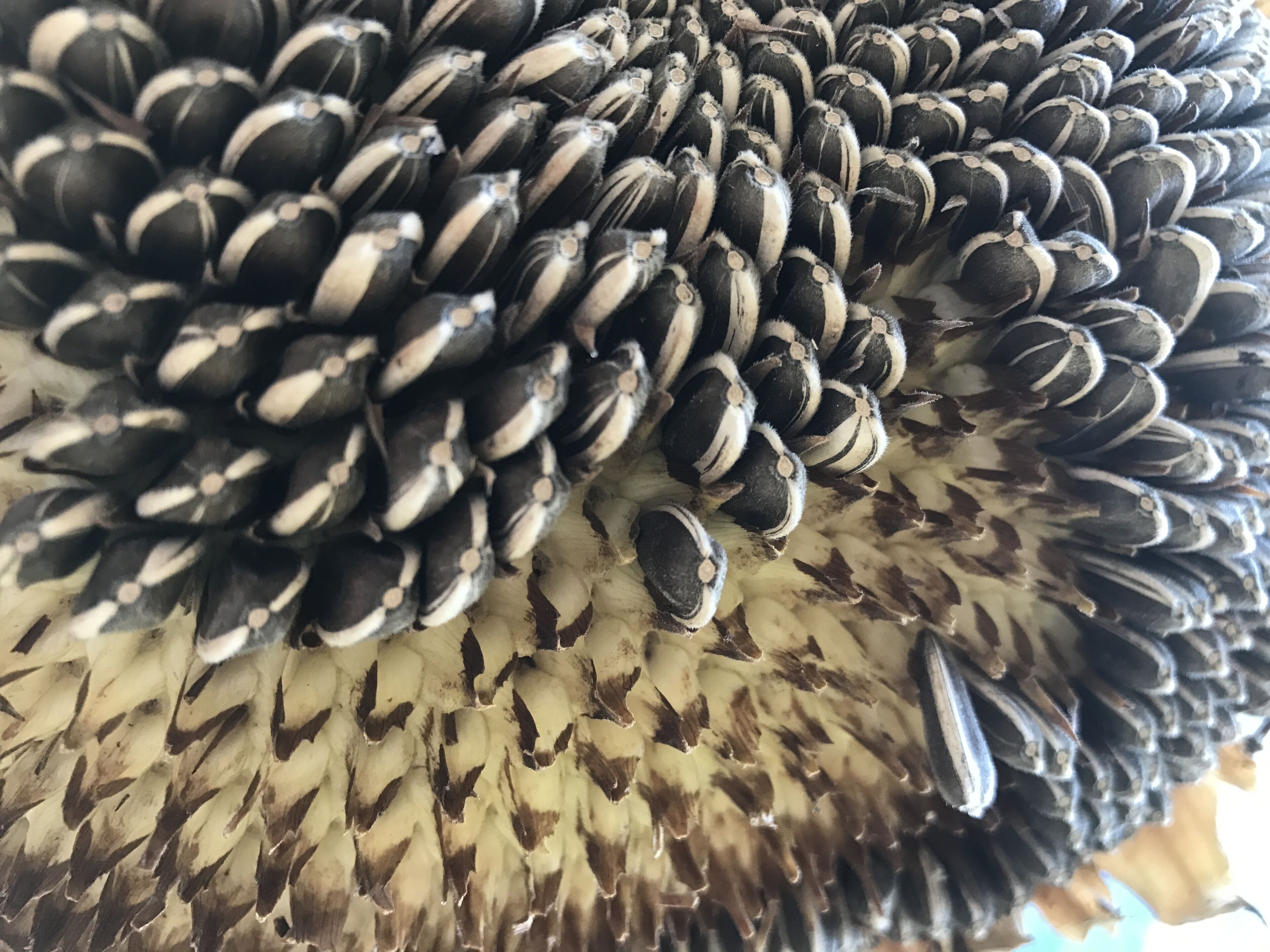 A close-up of a sunflower's seed head.