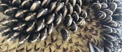 A close-up of a sunflower's seed head.